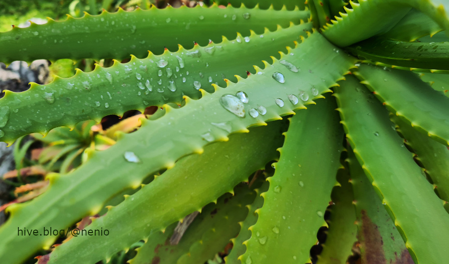 drops-aloe-001-1.jpg