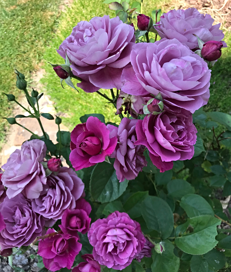 https://images.hive.blog/DQmfQzAnvcKHgLdNKRPt6wnknTfo2G3S7AuA7mQYNPaJnNQ/always%20a%20flower%20rose%201.jpg