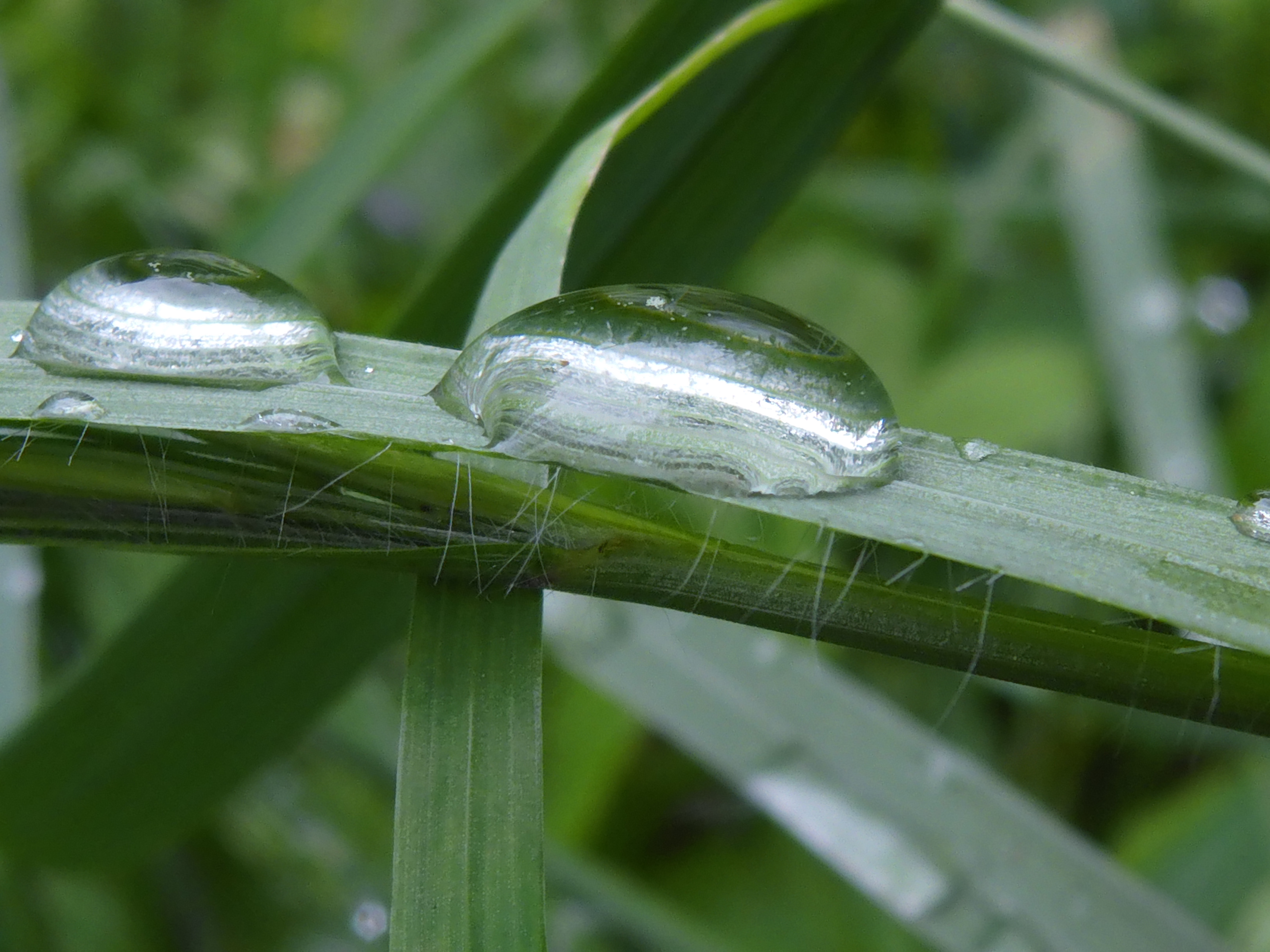 Waters-Droplets-Drops-Wet-Publicdomain (17).JPG