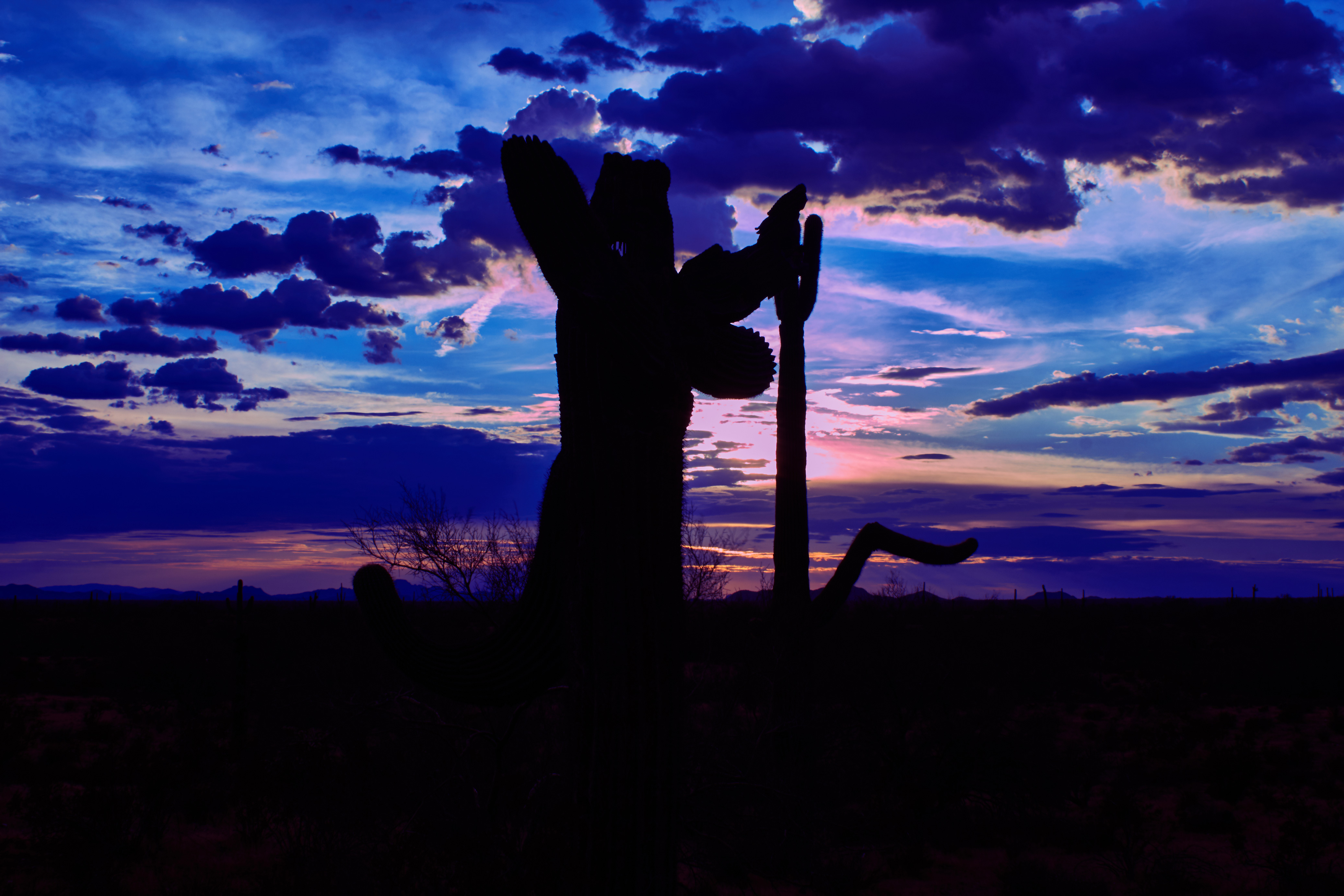 Prickly-Pear-Cactus-183.jpg