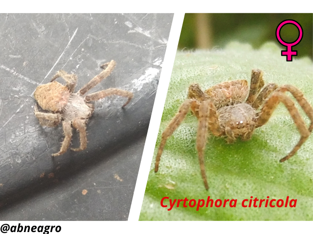 Araneidae(8).png