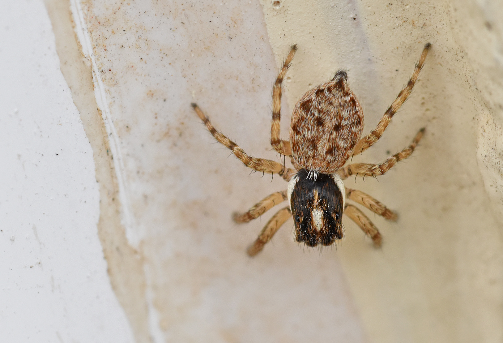 jumping spider macro wall 2.jpg