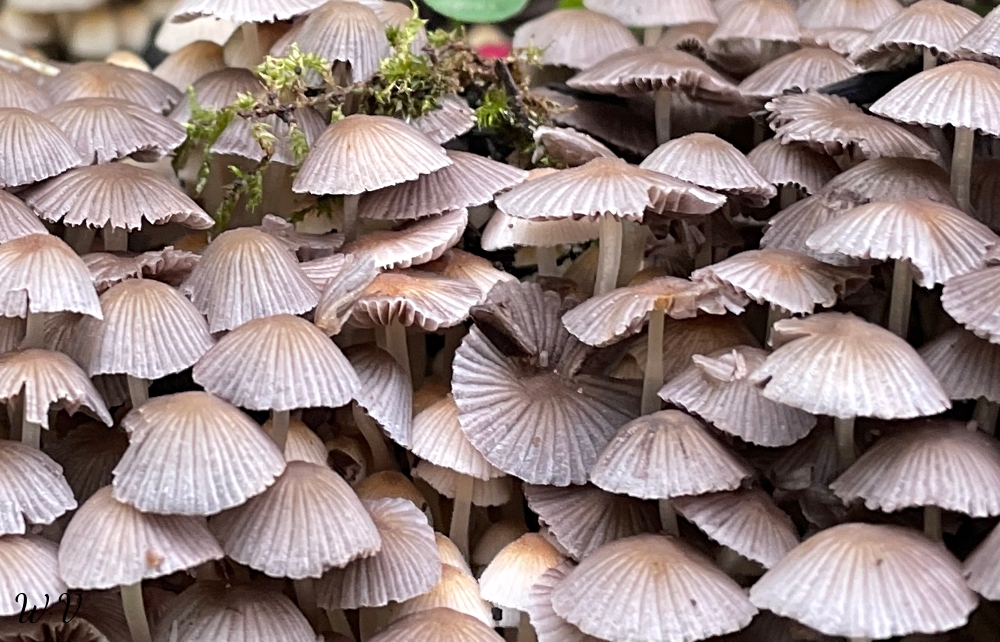 mushrooms-2.jpg