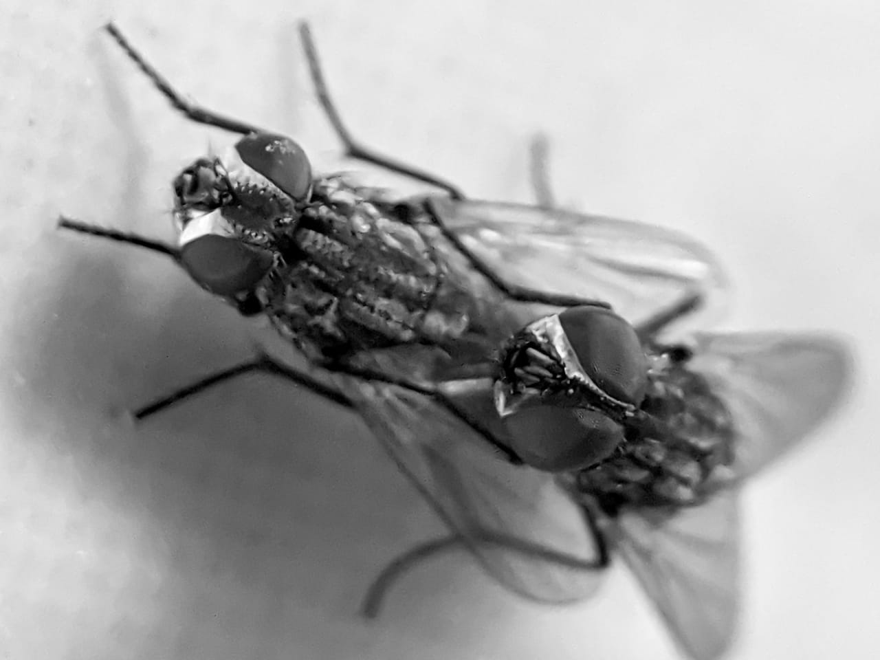 fly (41).jpeg