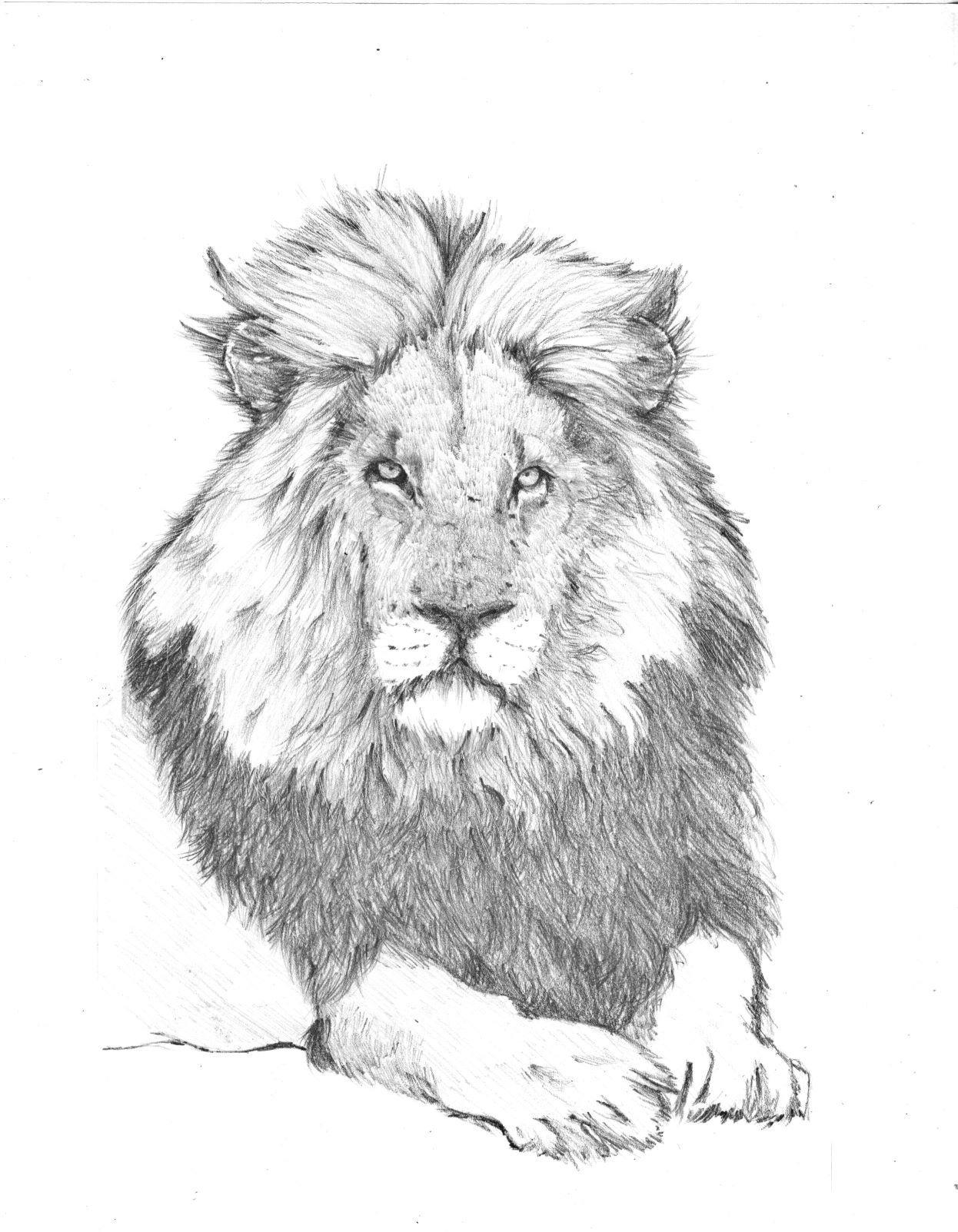 Daily drawing challenge Day 22 Lion / Desafío de dibujo diario Día 22 León  — Hive