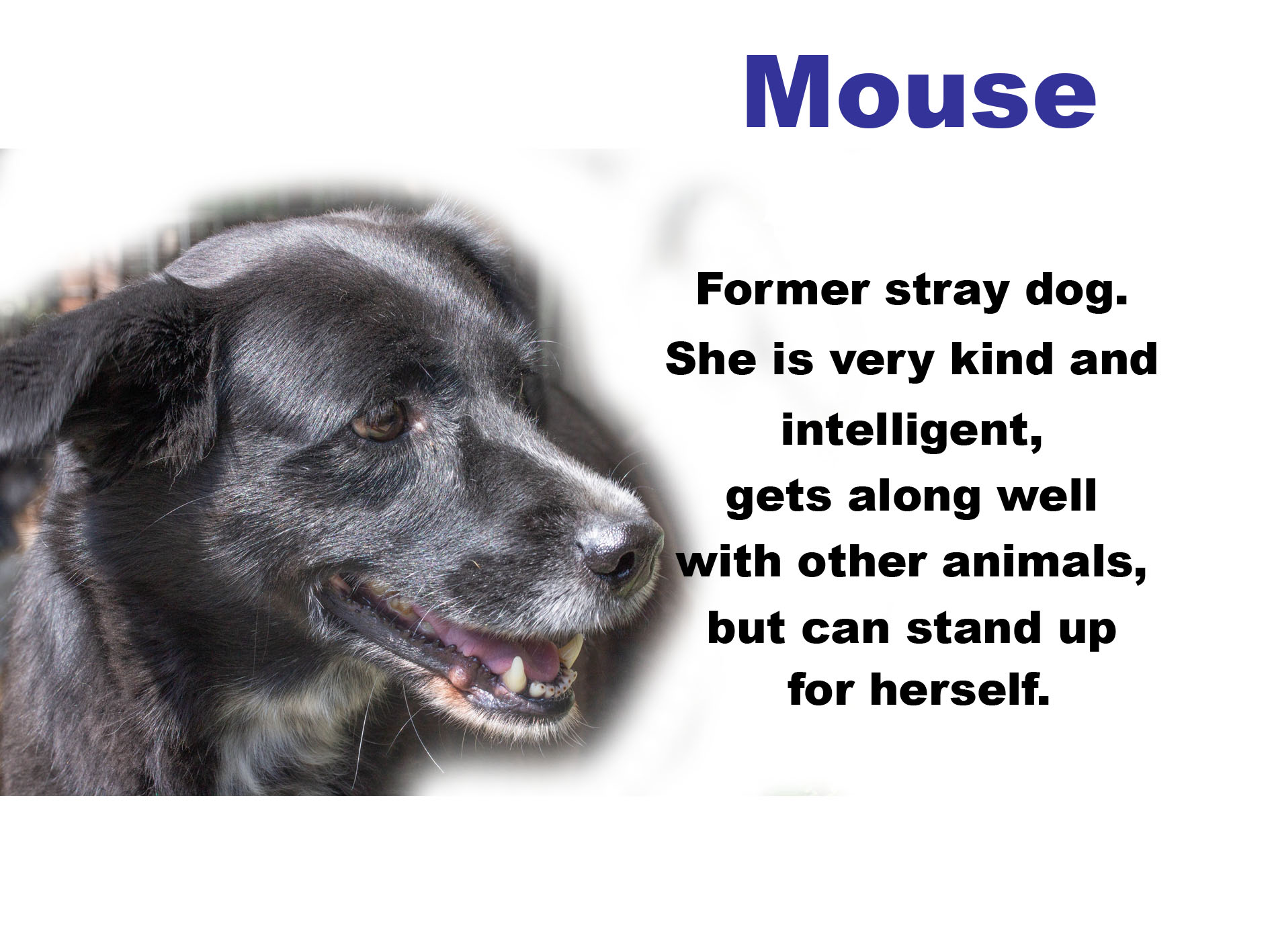 mouse.jpg