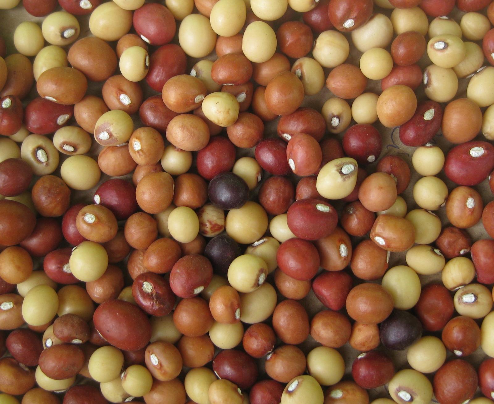 bambara_groundnut_seeds.jpg