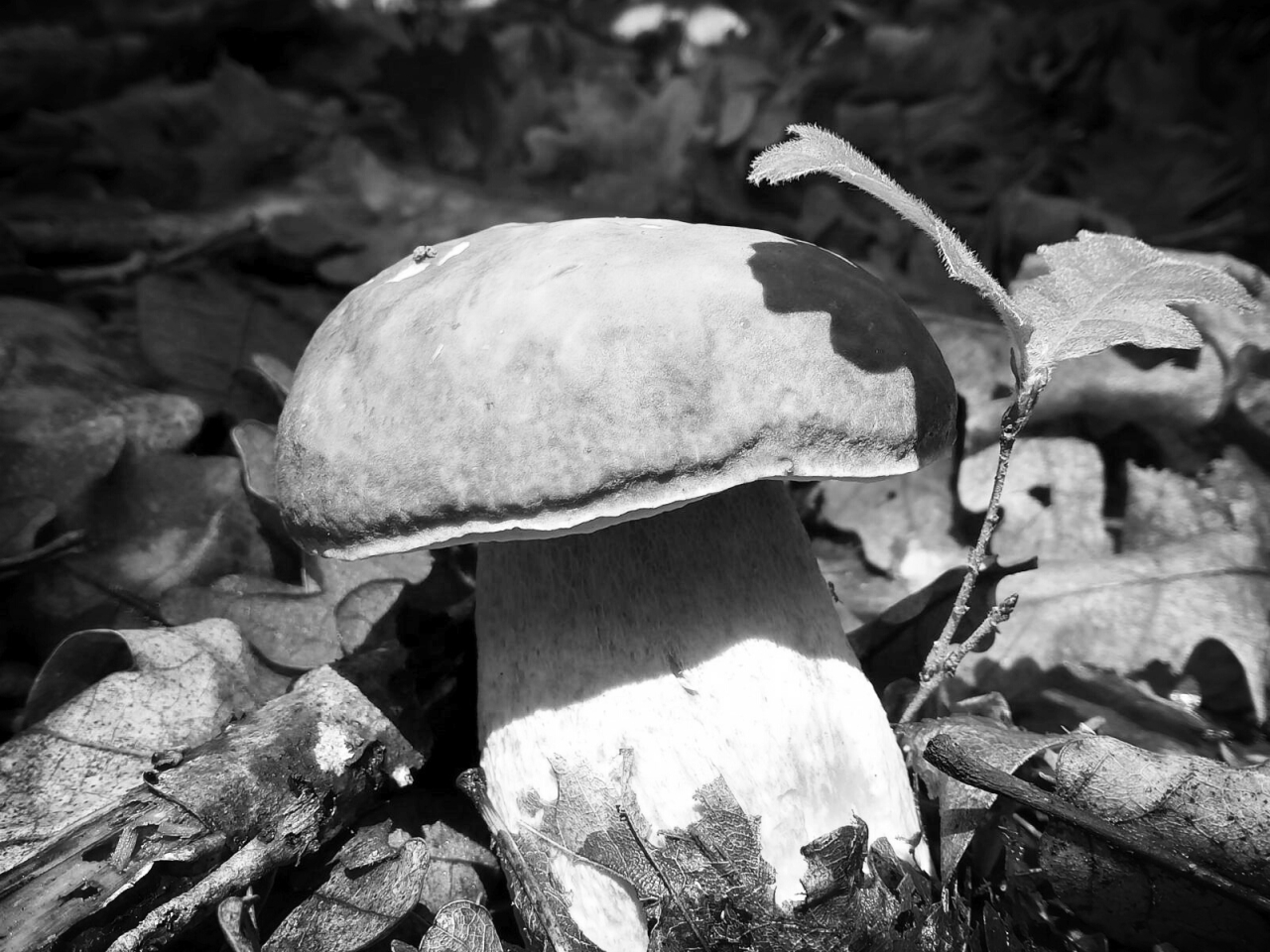 Boletus_bw.jpg