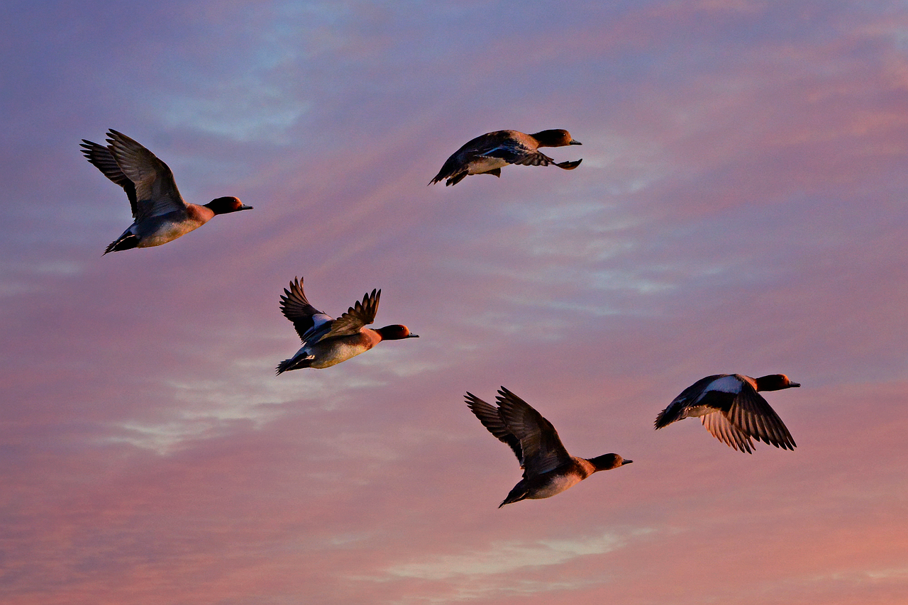 eurasian-wigeon-4914971_1280.jpg