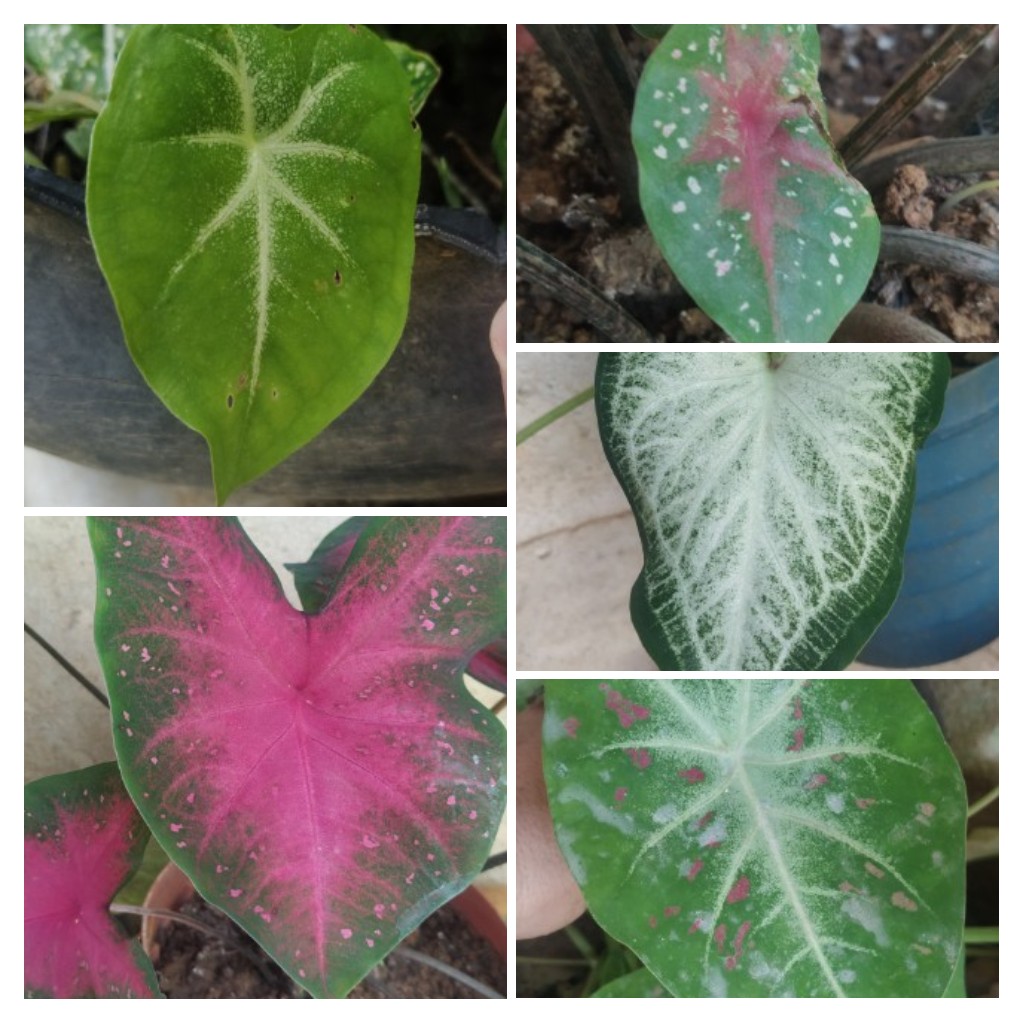 20220902_220044-COLLAGE.jpg