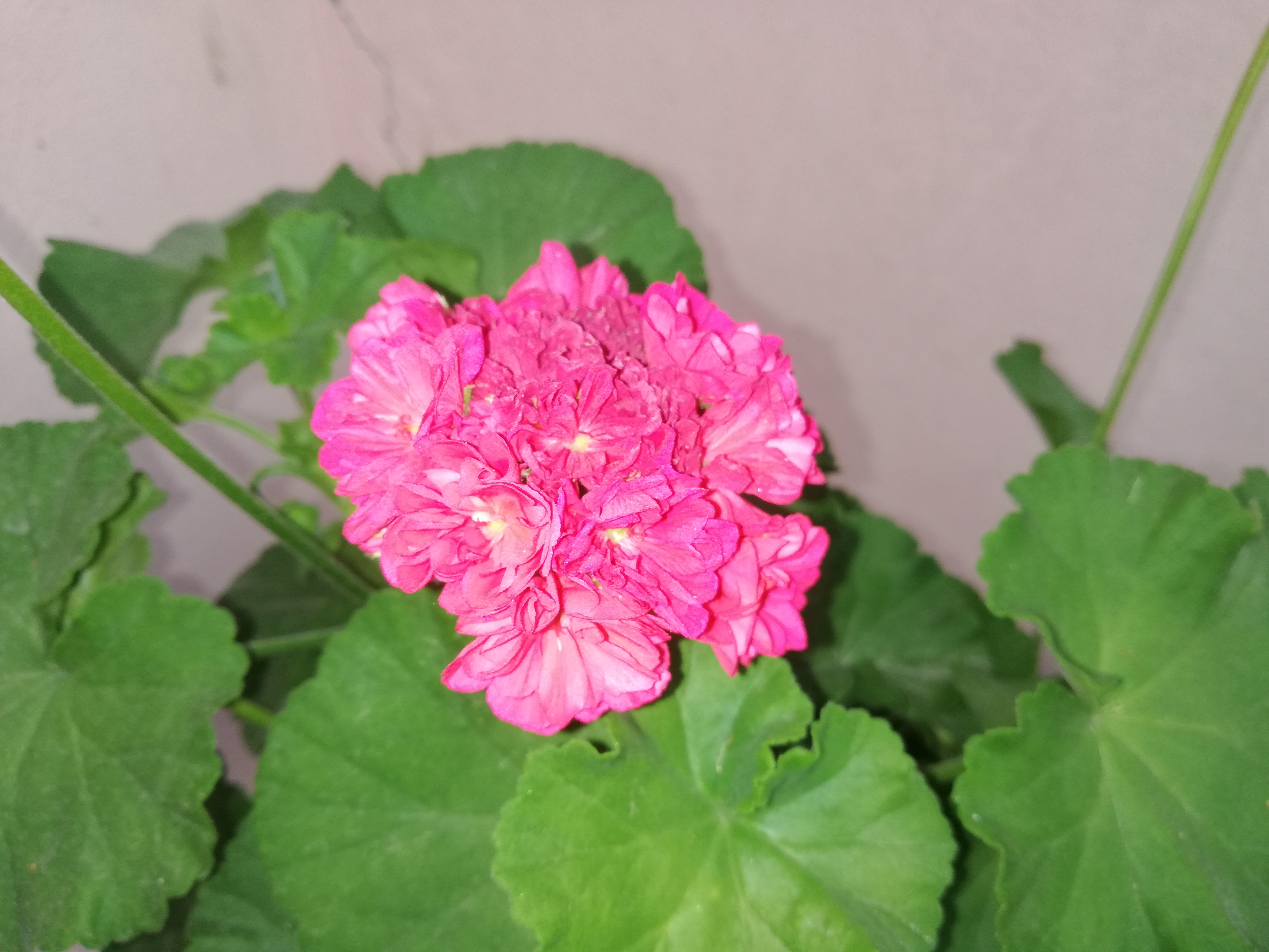 IMG_20200518_185207.jpg