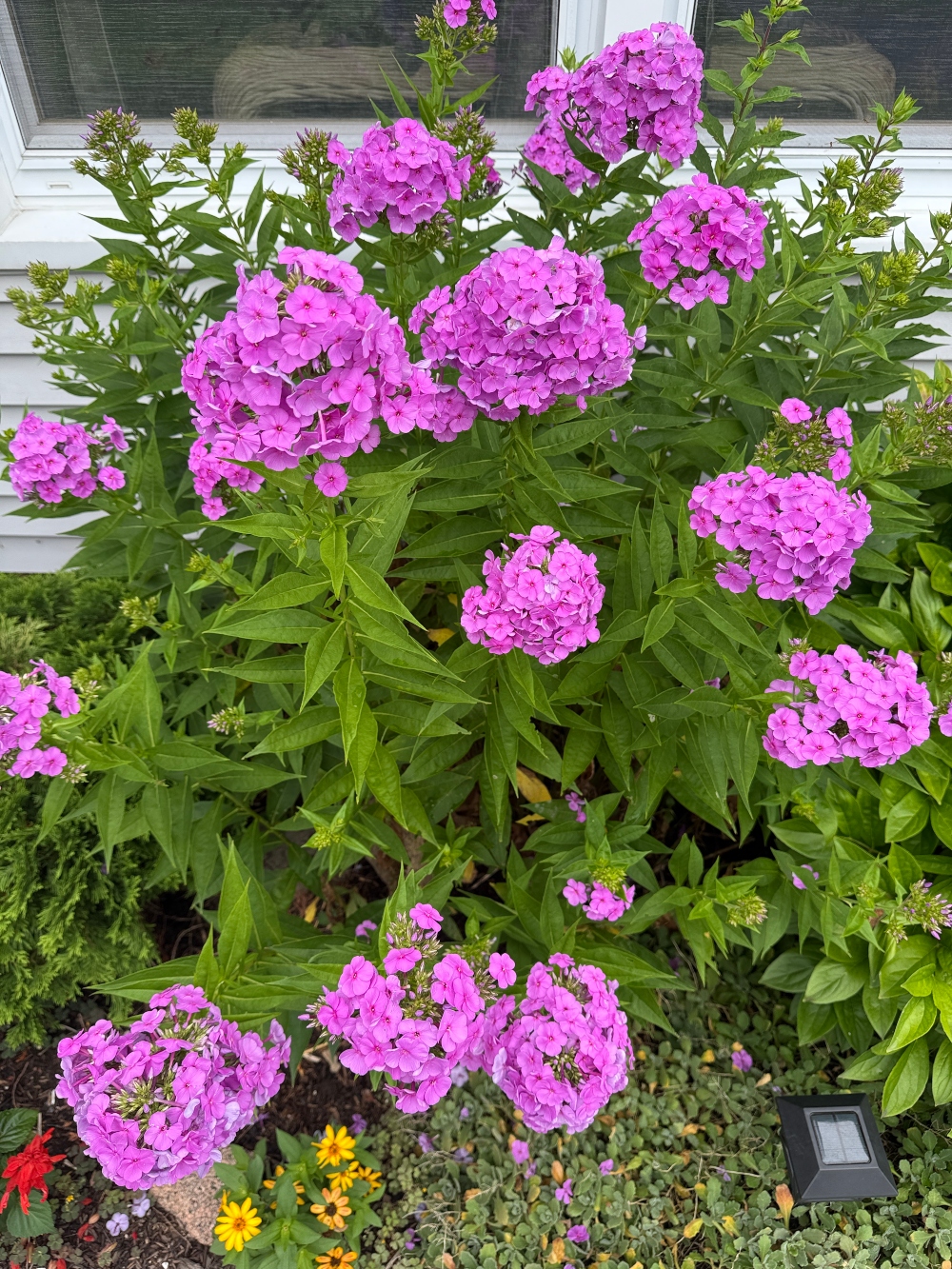 hivegarden-phlox-a.jpg