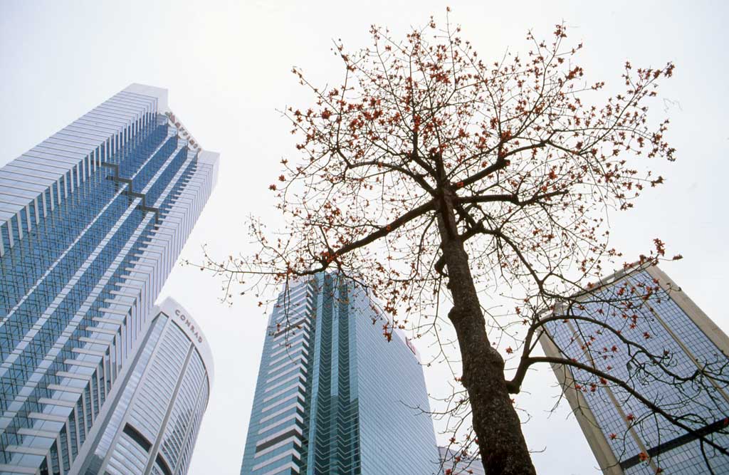 0_my_photographs_hong_kong_-_tree_in_the_city_hy18_1024.jpeg