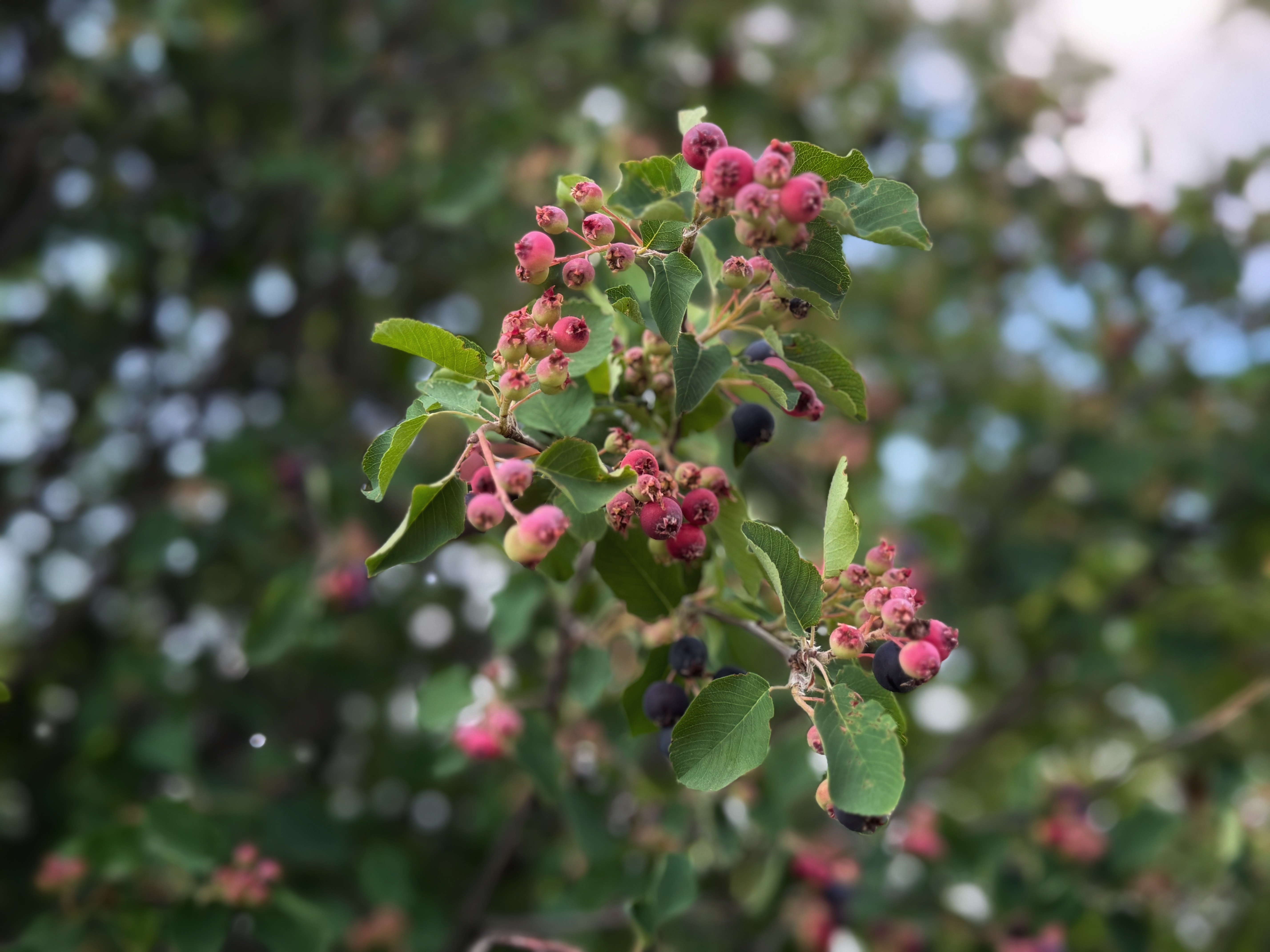 IMG_3958.jpeg