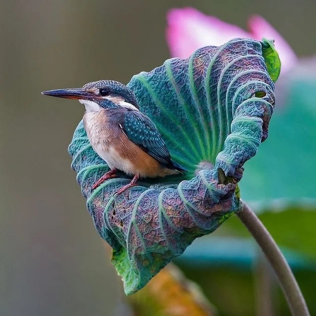 Kingfisher perched on a lotus leaf (photographer Johnson Chua).jpg