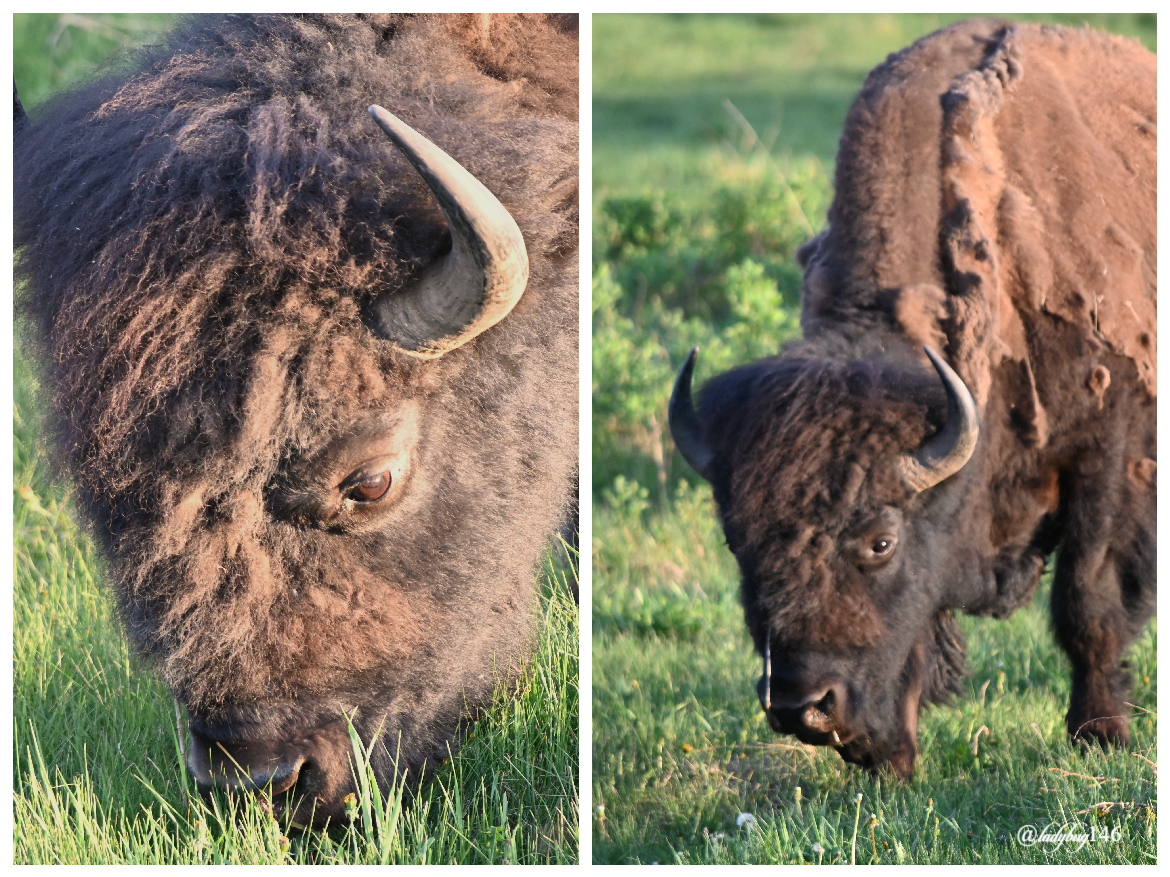 bison (31).jpg