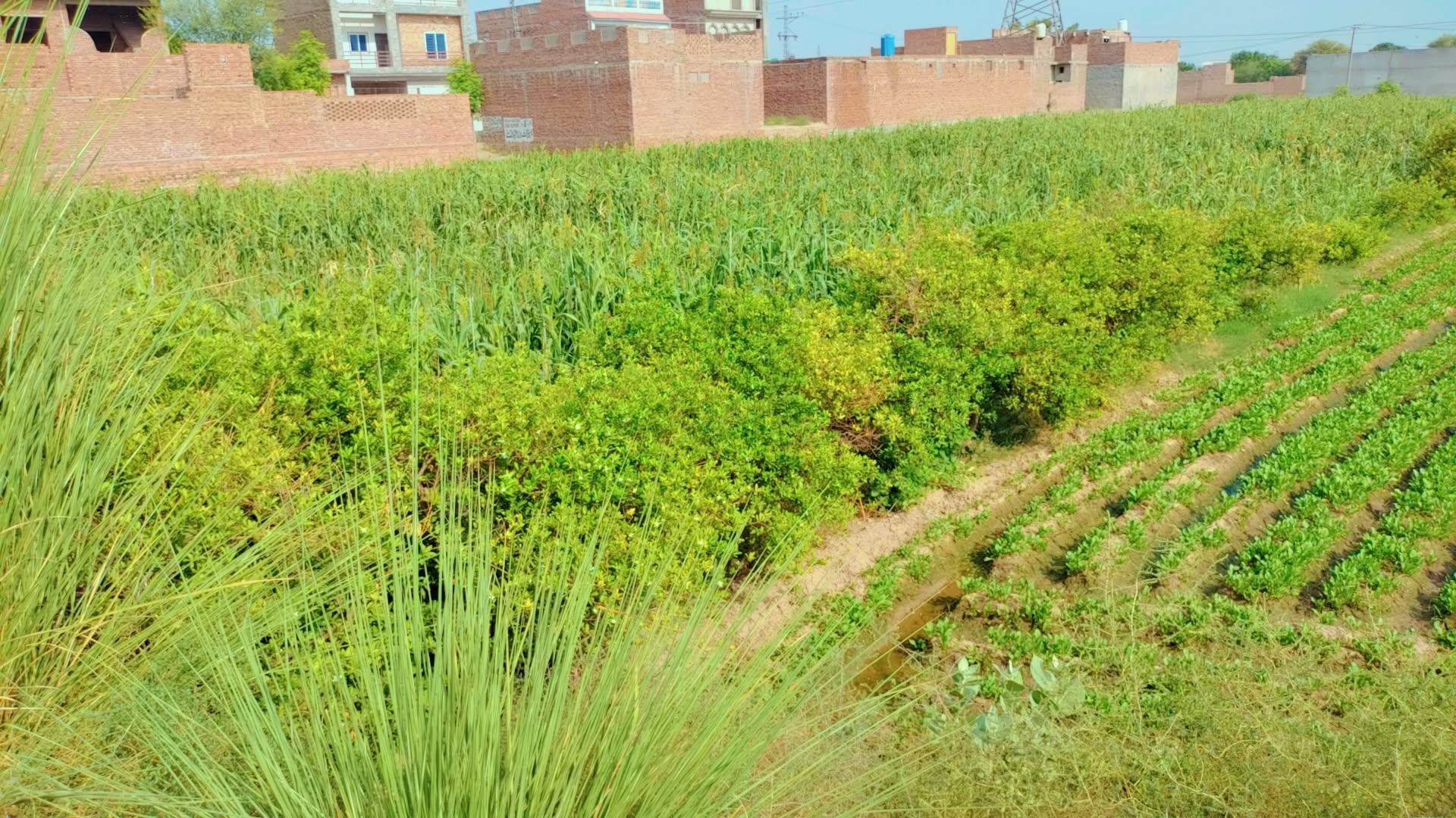 IMG_20250806_085534.jpg