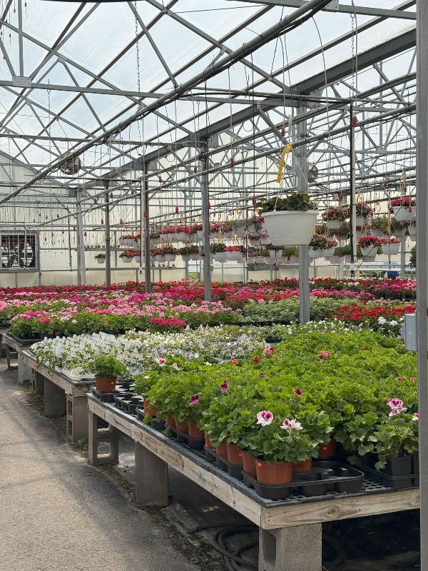 hivegarden-flowers-greenhouse.jpg