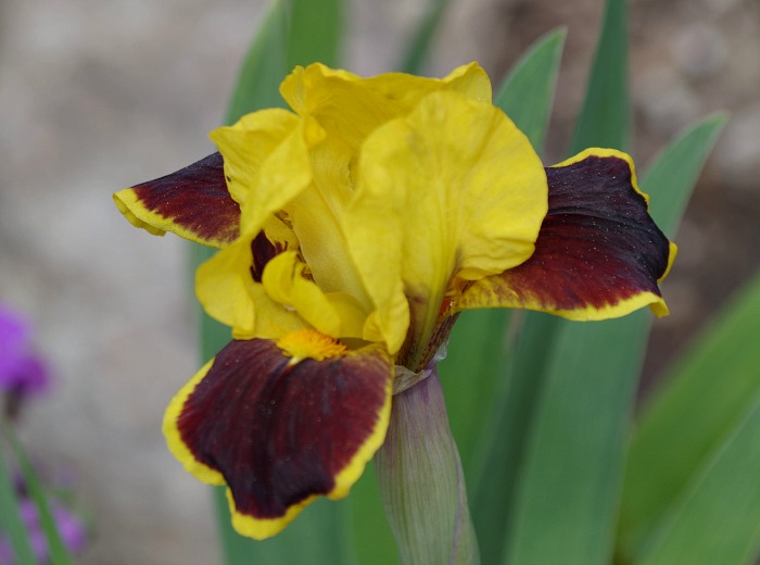 bumblebee iris.jpg