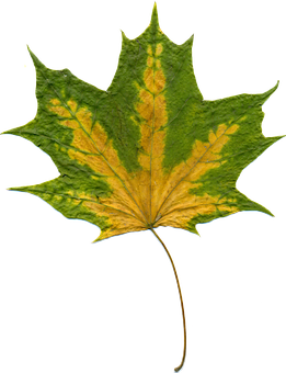 Maple leaf