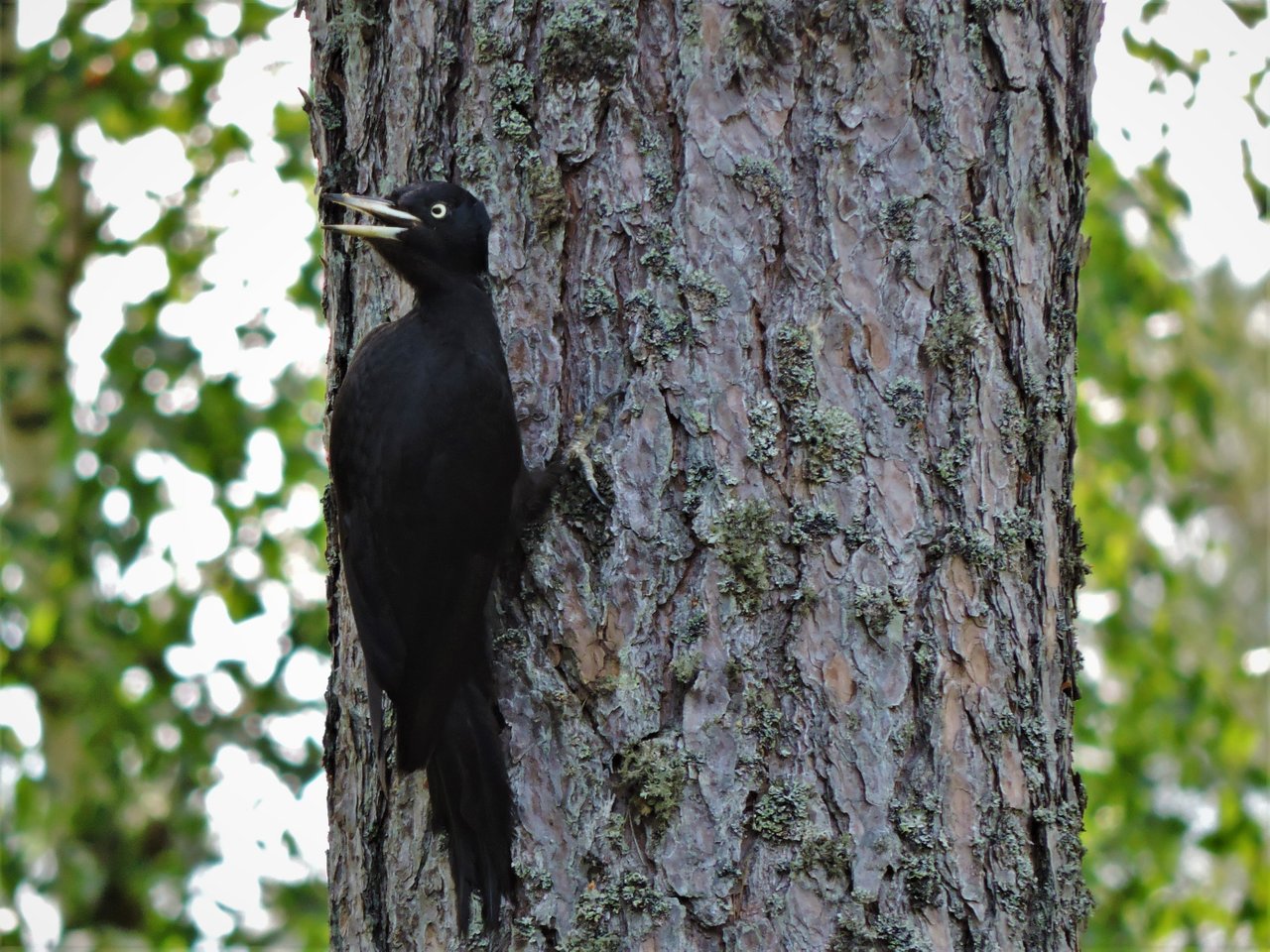 DSCN47651.jpg