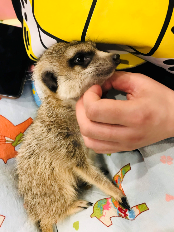 meerkat slippers