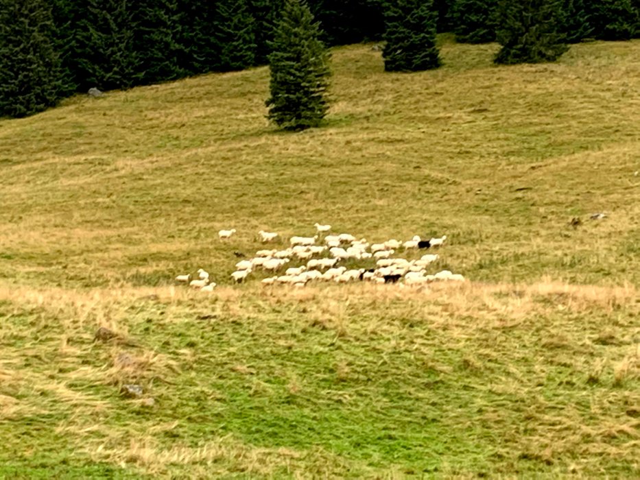 Owce w Dolinie Chochołowskiej