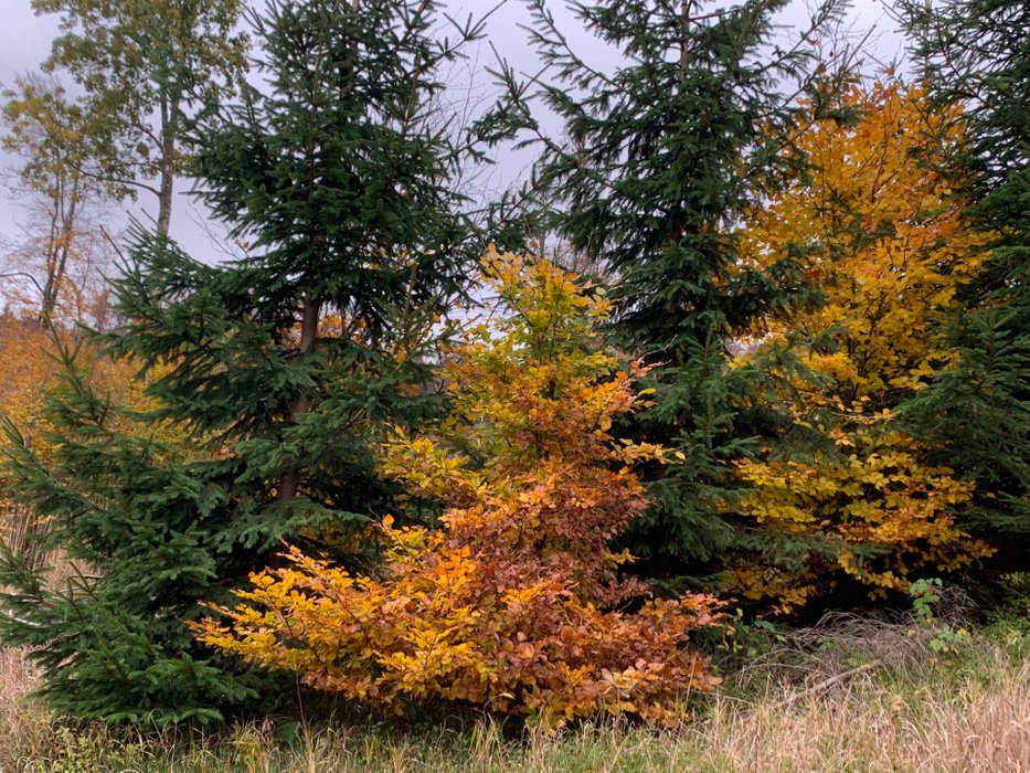 Kolory jesieni na szlaku powyżej przełęczy Sokoła