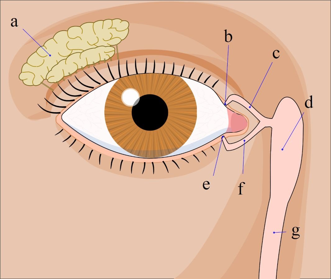 Tear system User FML 2.5 systema lacrima gif.jpg