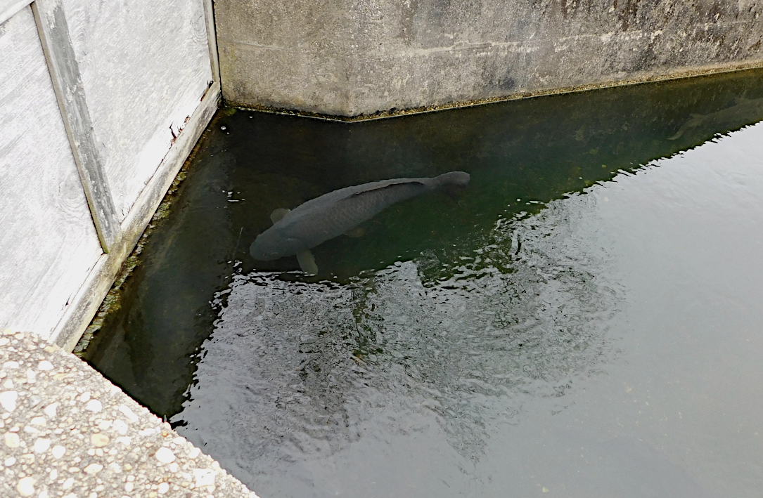 really large fish warm pond swimming away from each other2.png