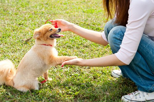 saludar-a-un-perro.jpg