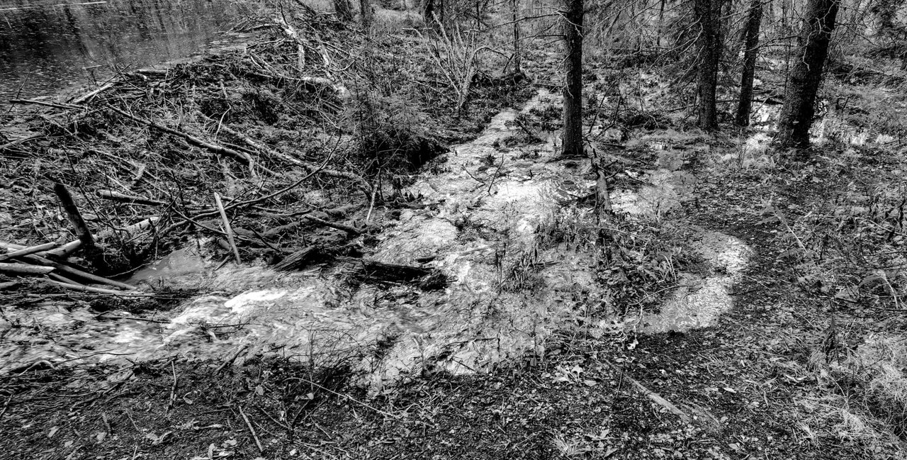 IMG_20241013_161326_Original.jpeg