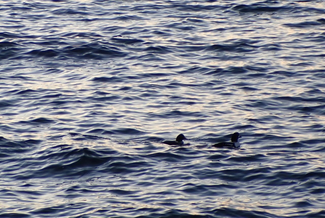 Ocean_DucksPC010178.jpg