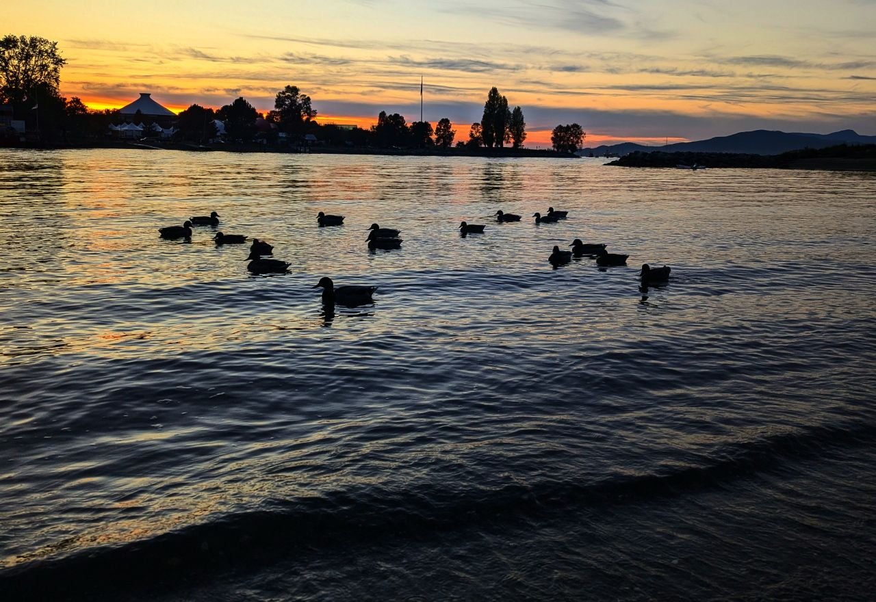 Ducks_in_the_BayPXL_20241013_013255574.MP.jpg