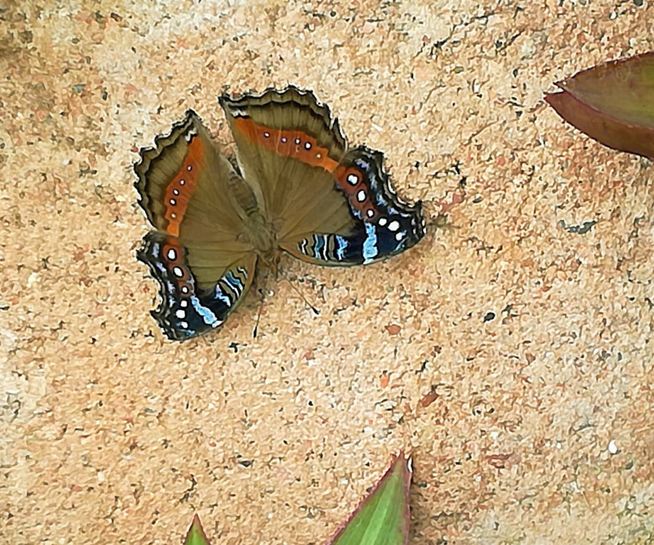 IMG_20190409_113225.jpg