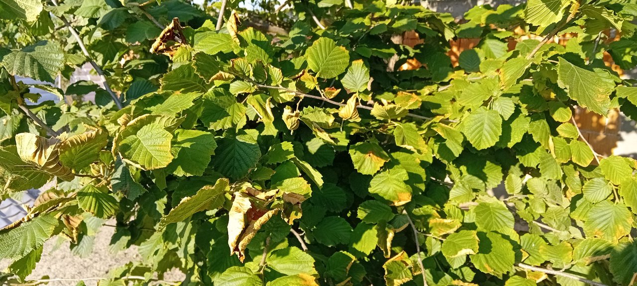20250714_181300.jpg