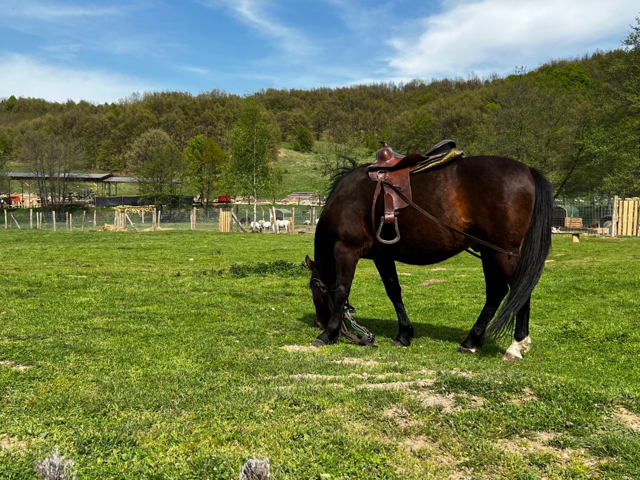 CA726C6F-DE14-432C-A7D2-C088431802C1.jpeg
