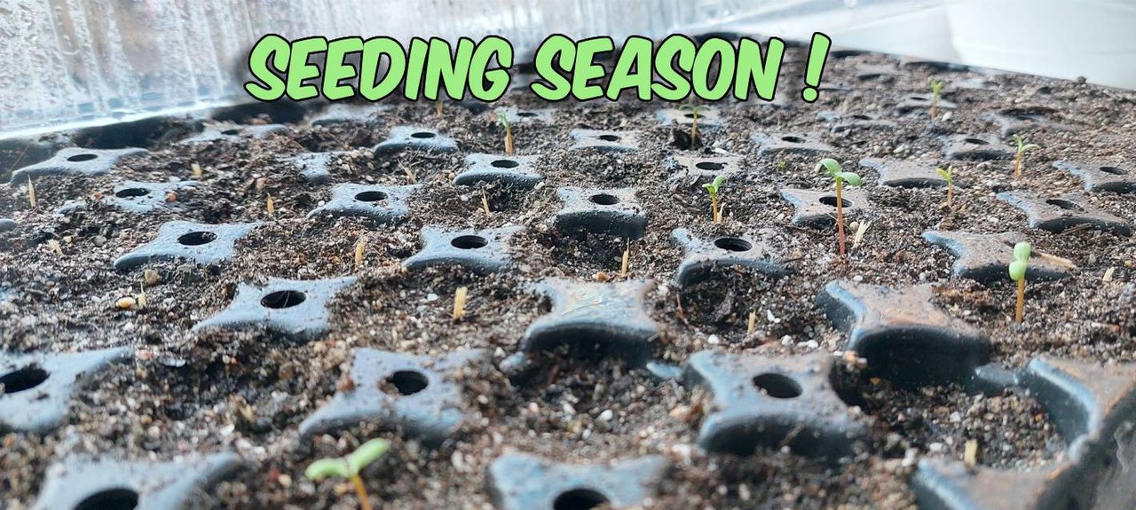 seeding.jpg