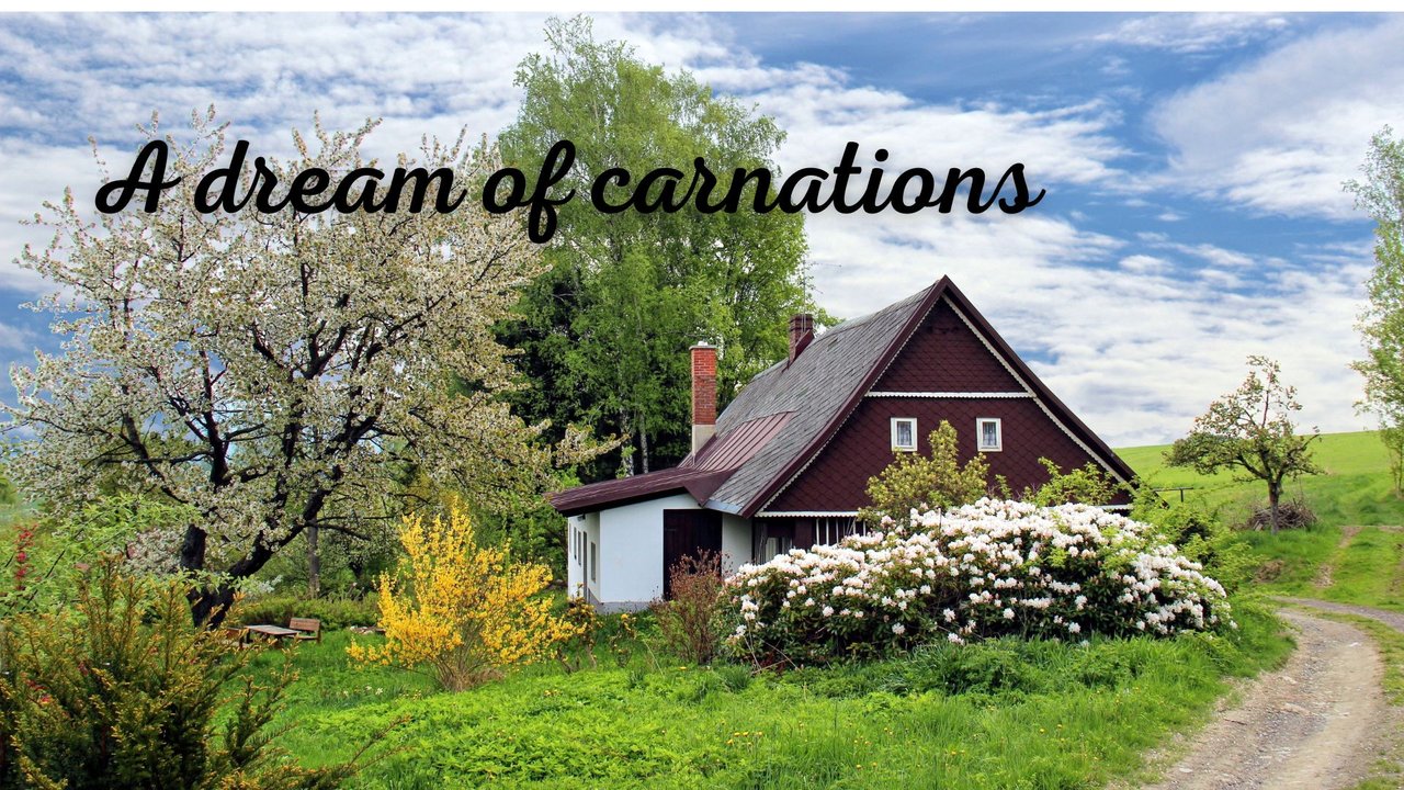 I dream of carnations.jpg
