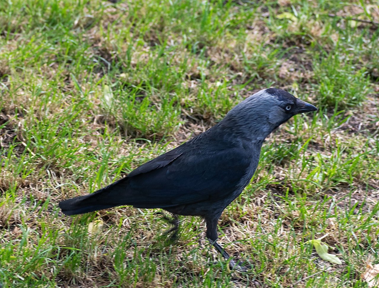 _DSC0045-1.jpg