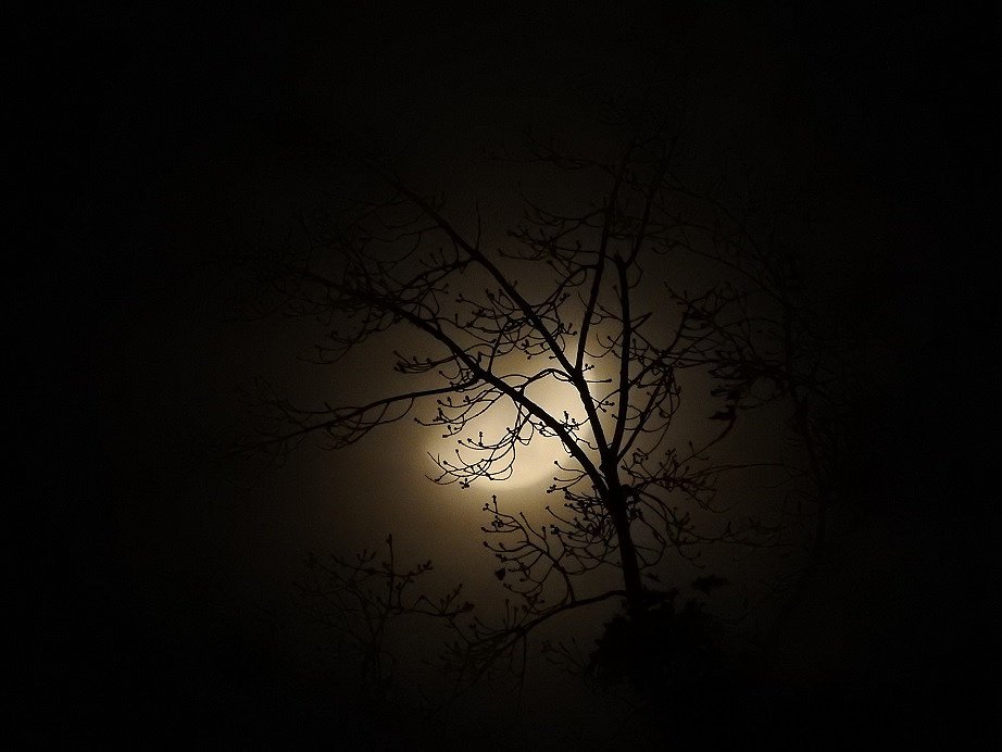 4. First Quarter Moon, November 11th, 2021.jpg