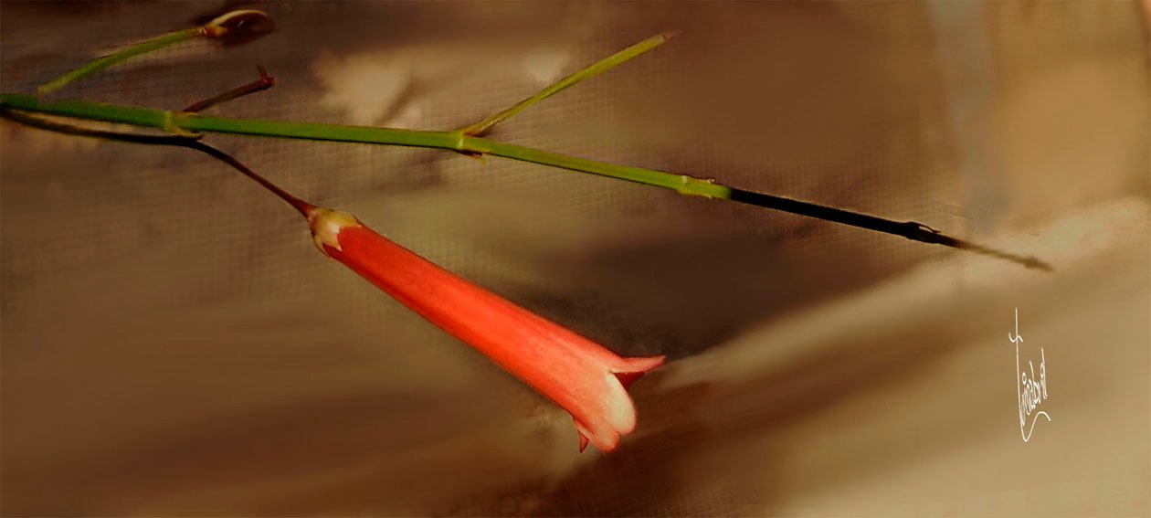 CAMPANITA D TRINABRIL.jpg