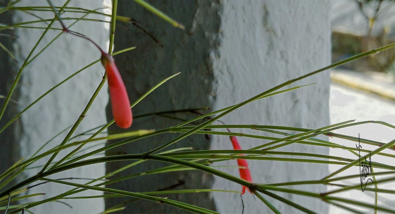 CAMPANITA G TRINABRIL.jpg