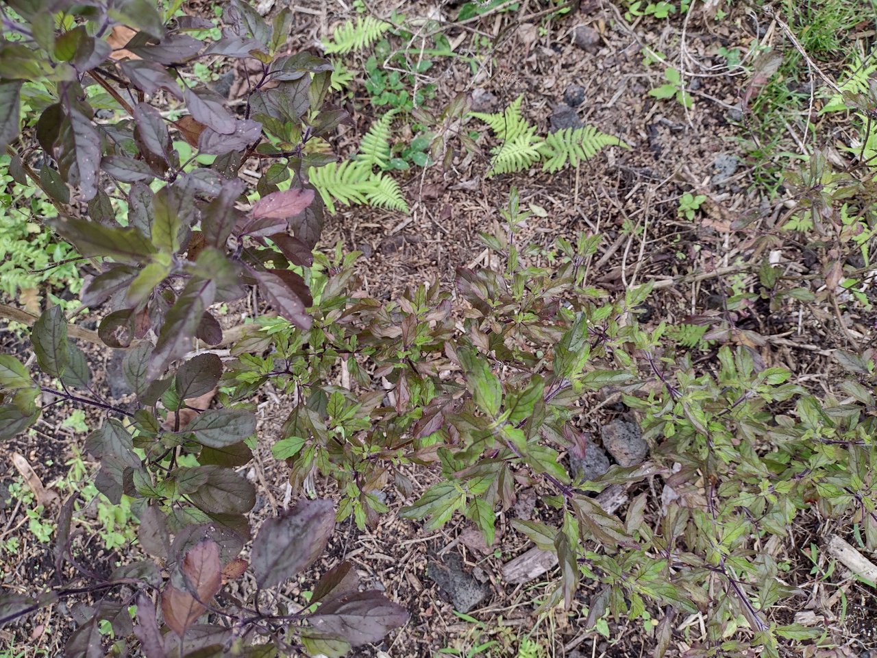 IMG_20220201_132256986_HDR.jpg