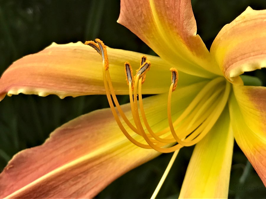 stamens daylily sunscape 1.jpg