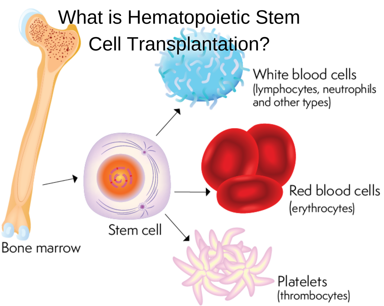 Гемопоэтическая стволовая клетка. Стволовые клетки крови. Трансплантация гемопоэтических стволовых клеток. Клетки костного мозга. Стволовая клетка крови