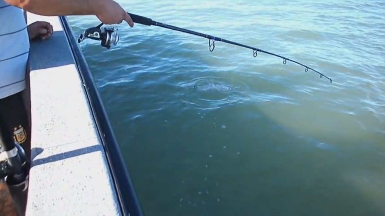 There are several companies dedicated to carry out sport fishing excursions on board in Pehuen-Co. 