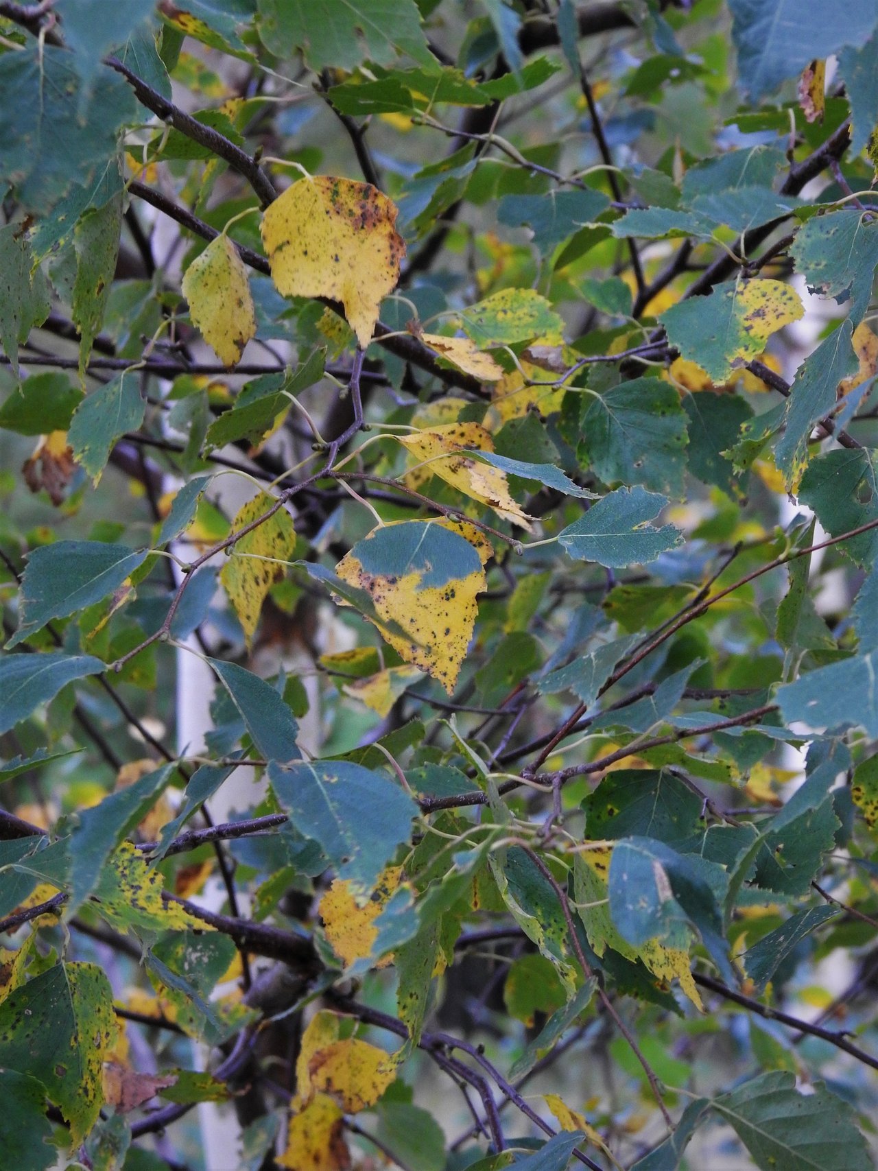 DSCN6625edit.jpg