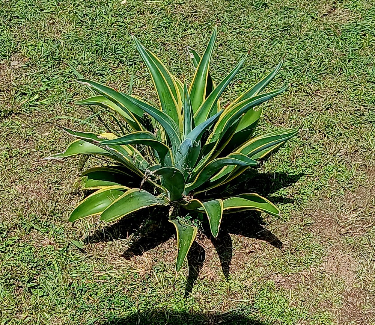 20250627_102452.jpg