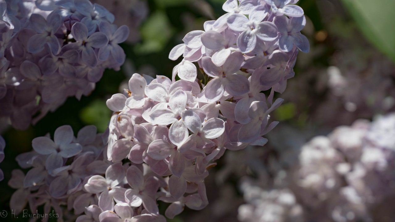DSC00952_1.JPG